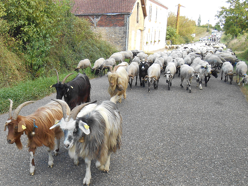 La tête du troupeau
