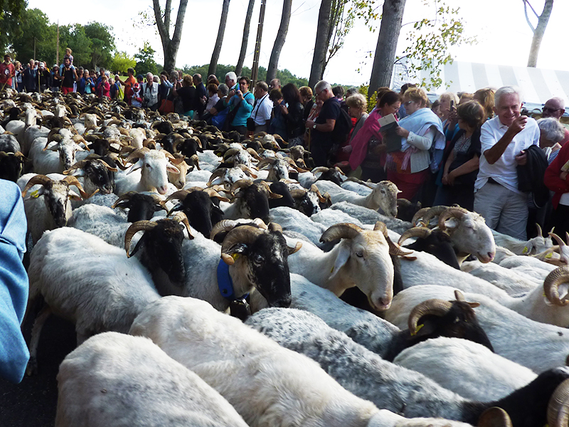 Le passage des coureurs à quatre pattes